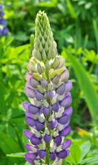 Lupine blooms in the spring garden