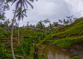 Fototapeta na wymiar View of Rice Paddies at Tegalalang Rice Terraces located in Ubud, Bali