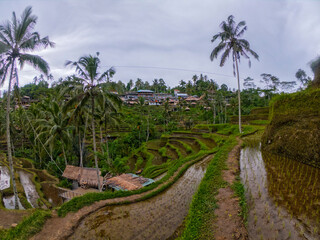 Obraz premium View of Rice Paddies at Tegalalang Rice Terraces located in Ubud, Bali