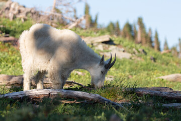 A mountain goat grazes on alpine meadow grass with rocks and small gnarled pines in the distance in Glacier National Park Montana.