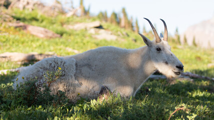 A mountain goat lays down in dappled shade in an alpine meadow near the Hidden Lake trail in...