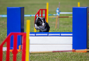 Dog agility in action. Dog going full speed through race track outdoors.