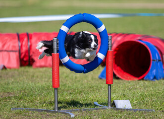 Dog agility in action. Dog going full speed through race track outdoors.