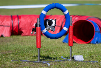 Dog agility in action. Dog going full speed through race track outdoors.