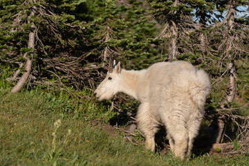 Fototapeta premium A mountain goat stands in front of a cluster of small wind gnarled pine trees in an alpine meadow in Glacier National Park Montana. 