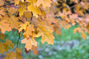 Naklejka na ściany i meble autumn foliage on a maple tree nature landscape