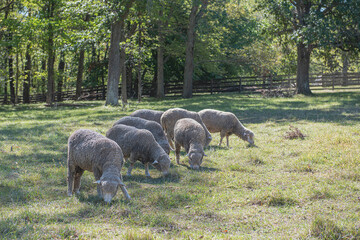 sheep graze in the meadow