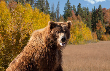 Grizzly bear closeup portrait brown bear with fall colors