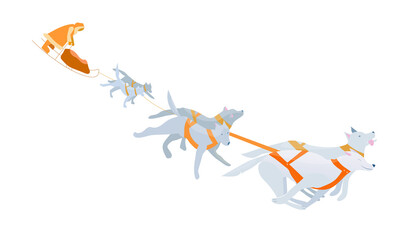 Vector illustration in cartoon style with husky sled dogs running along the track, winter sport, outdoor activities, cargo transportation