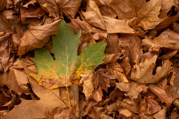Leaves in autumn
