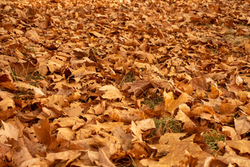 autumn leaves background