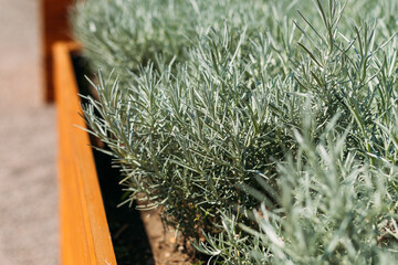 Fresh Rosemary Herb grow outdoor. Plant Ready to Cook, healthy food concept, top view. Organic farming. Home Gardening. Ingredients for dish