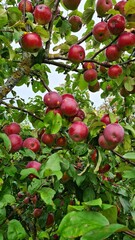 Ripe and delicious red apples on the branches of an apple tree at the beginning of the autumn season