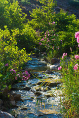 Obraz na płótnie Canvas Beautiful creek in Penteli mountain near Athens, Greece.
