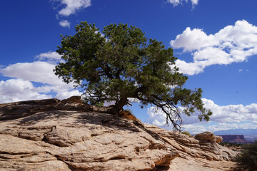pine tree on a rock