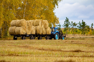 A tractor carries hay rolls on a trailer across an empty autumn field at cloudy noon.