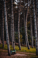Autumn forest with yellow leaves, macro