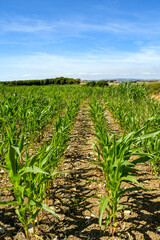 Rows of young corn plants growing in a farm field. No people.
