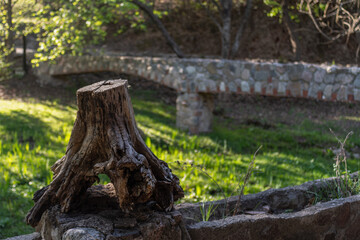 stump in the forest