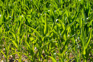 Close up view of young corn plants growing in a farm field. No people.