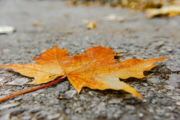 Fallen autumn leaves in various natural locations - 9