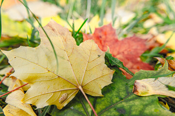 Fallen autumn leaves in various natural locations - 39