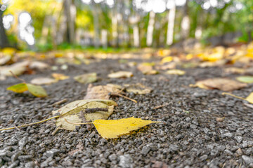 Fallen autumn leaves in various natural locations - 55