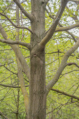 Fototapeta premium Trunk of big tree in spring time