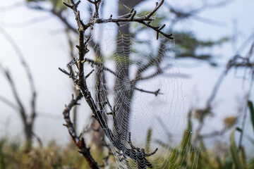 蜘蛛の巣・水滴