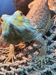 bearded dragon