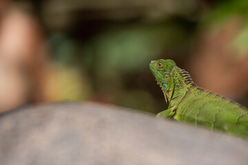 Beautiful green iguana on a rock 