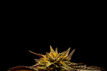 Naklejka na ściany i meble Cannabis Flower on Black Background