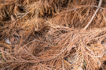 Shiny fallen branches of pine tree with dried needles. September