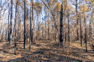 Obraz premium Photograph of trees burnt by bushfire in the Blue Mountains in Australia