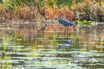 Great blue heron wading in pond in fall