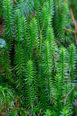 green moss growing in the forest