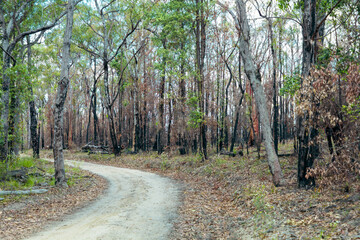 Obraz premium Photograph of trees burnt by bushfire in the Blue Mountains in Australia