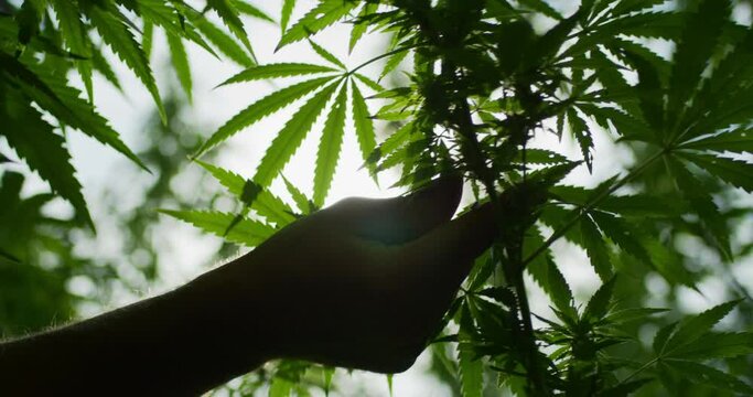 Closeup of grower hand removes some leaves for better hemp growth in the cannabis plantation. Slow motion shot on a sunny morning.