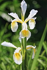 Backlit iris