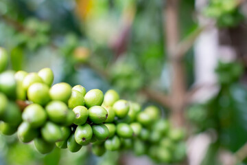 Green coffee beans growing on tree. Coffee tree with abundant green beans. Macro close-up for design work