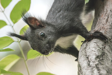 Eichhörnchen kopfüber am Baum