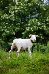 Obraz premium Schaf auf der Wiese