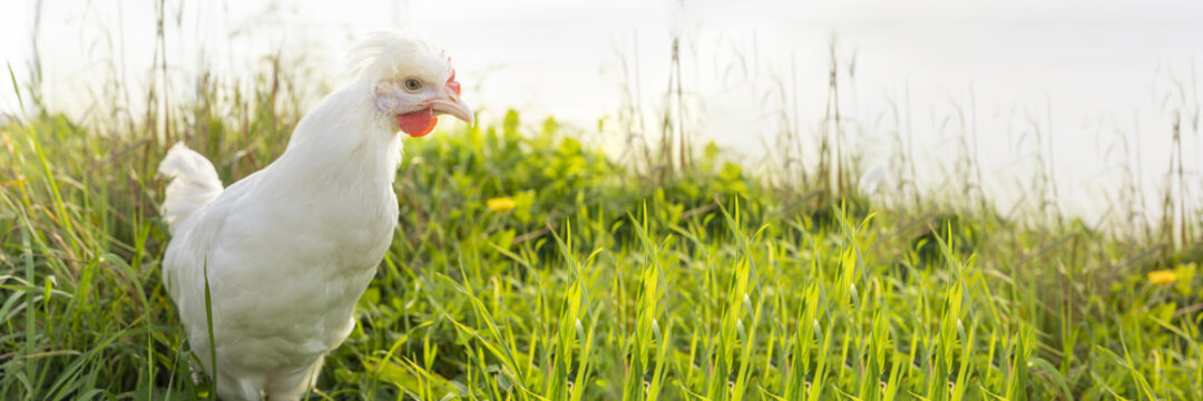 banner cute white hen graze on farm and nibble grass on sunny day. Poultry, farming, farm, breeding of birds. Chicken meat, Laying hens, eggs, healthy natural food. Ranching, Animal Husbandry