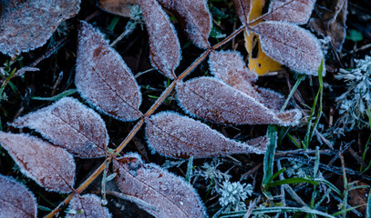 Frozen grass and leaves. Frost, frost on the grass and ground. Background with the first autumn frosts.