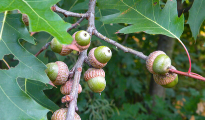 Oak branch with green leaves and acorns on a sunny day. Oak tree in summer. Blurred leaf background. Closeup.