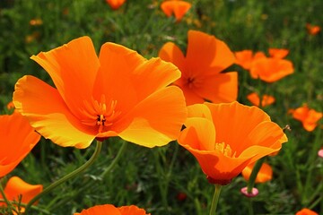Fototapeta premium Bright orange blossoming four petal flowers of California Poppy plant, also called Golden Poppy, California Sunlight or Cup Of Gold, latin name Eschscholzia californica, sunlit by autumn sunshine.