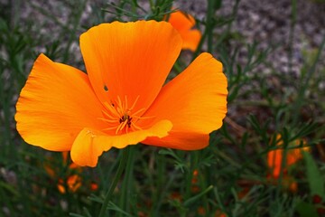 Orange blossoming four petal flower of California Poppy plant, also called Golden Poppy, California Sunlight or Cup Of Gold, latin name Eschscholzia californica, growing near gravel pathway in garden.