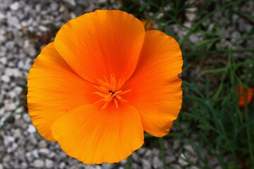 Bright orange blossoming four petal flower of California Poppy plant, also called Golden Poppy, California Sunlight or Cup Of Gold, latin name Eschscholzia californica, growing near gravel pathway.