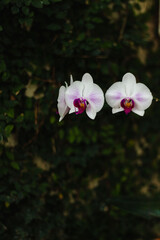 Orchids