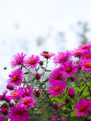 Fototapeta premium pink cosmos flowers